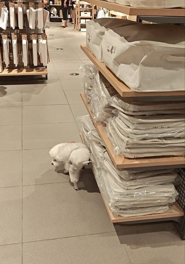 南京一无印良品店有狗向货品撒尿