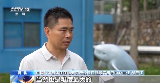 “止跌回升”多元保护体系守护长江江豚