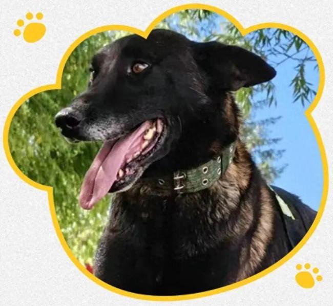 五只军犬招募领养人