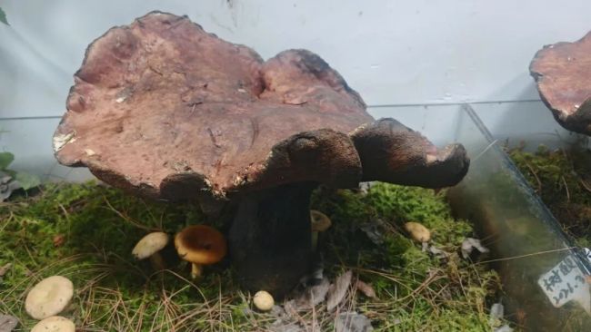 云南广南现巨型见手青 罕见发现引关注