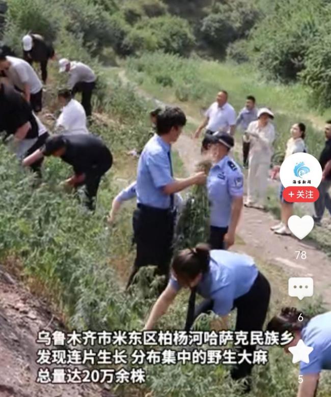 新疆乌鲁木齐20万株野生大麻被铲除