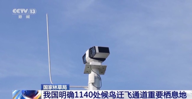 濒危种群稳中有升 我国鸟类保护成效显著