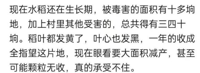 黑龙江一村大面积水稻疑被恶意投毒 事件引发网友关注