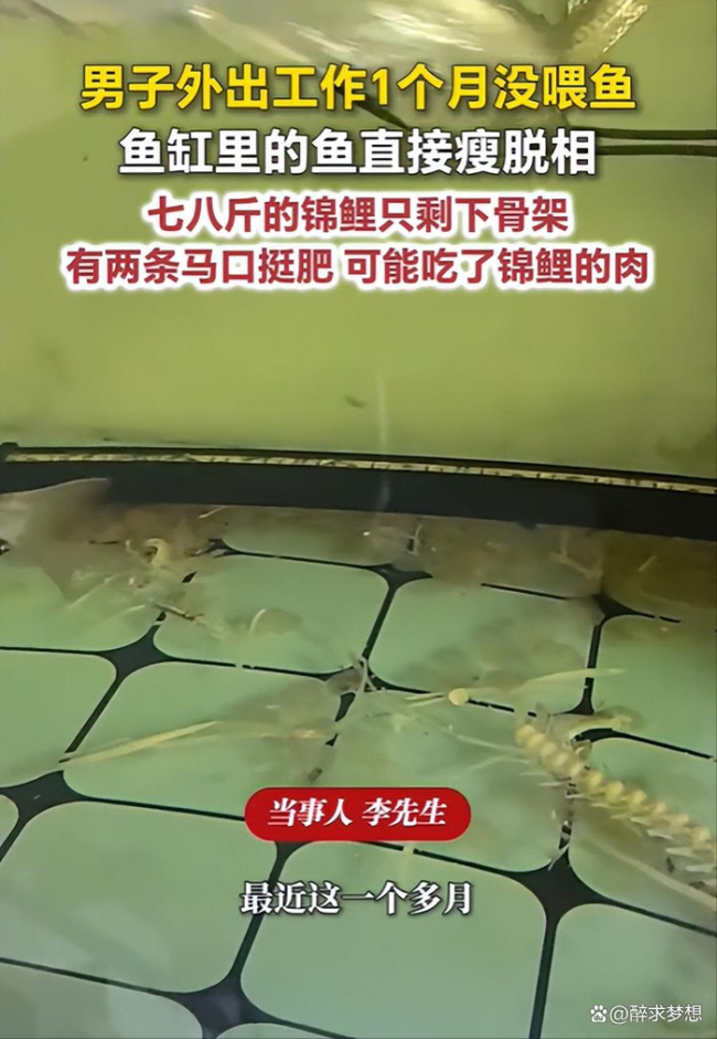 1个月没喂 七八斤锦鲤只剩骨架 鱼缸里的残酷生存战