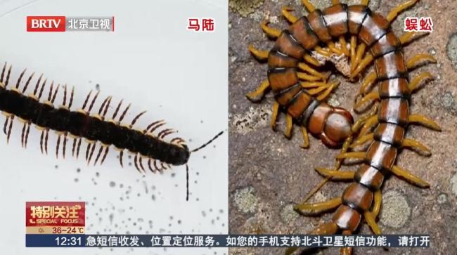 北京的公园里这虫是啥？密密麻麻，有毒吗？答案来了 它们是土壤的好帮手