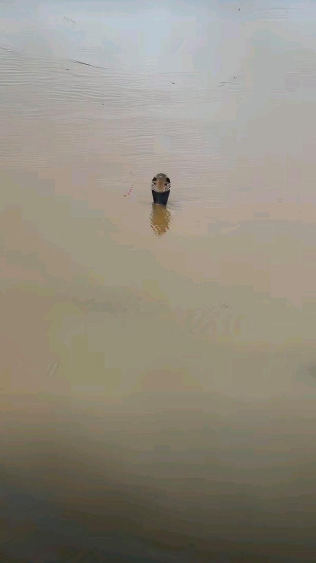 广西横州急需蛇毒血清？医院回应