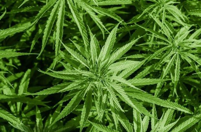 问一下 这个是大麻吗?:AI识图引发警民联动