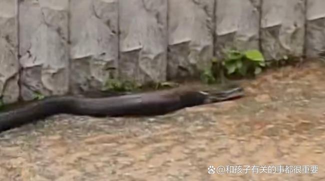 南宁洪灾大量蛇出逃 一女子被咬去世 洪水冲垮养蛇场险情加剧
