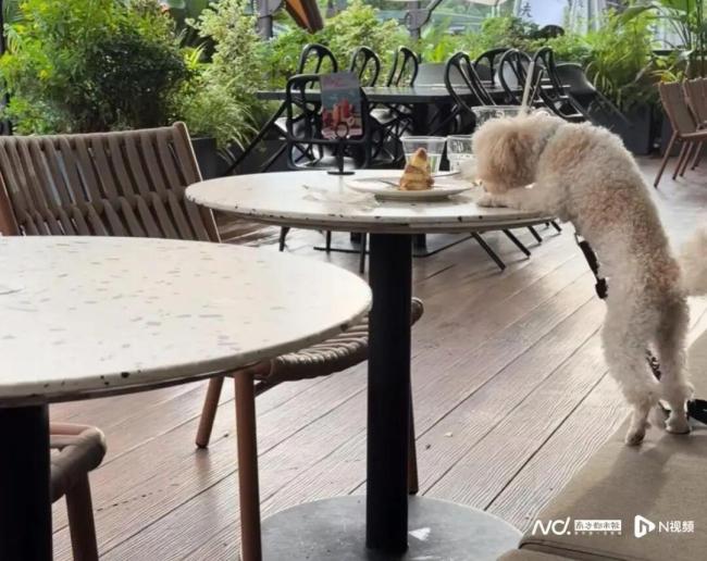 “gaga”深圳一门店被曝狗上桌进食