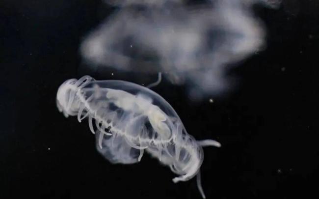 5亿年前的“桃花水母”现身达州 水质治理显成效