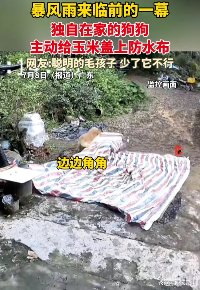 狗狗赶在大雨前给玉米盖防水布 金毛智救主人财物