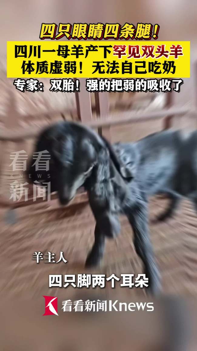 母羊生出罕见双头羊 农业局回应
