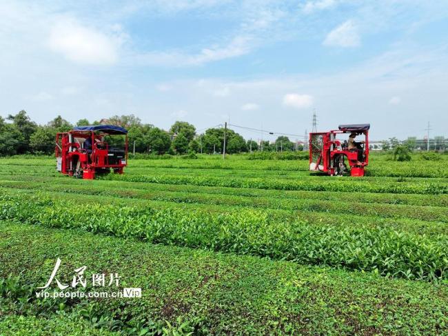 江西泰和：夏茶机采忙