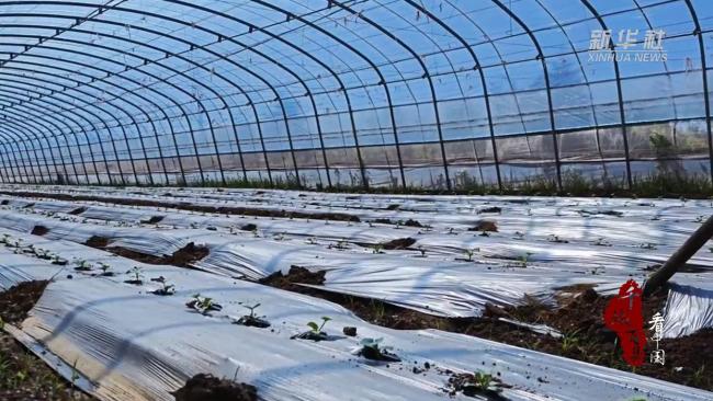 內蒙古:千畝暖棚開建為產業添翼