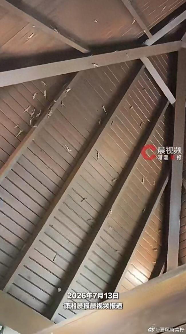 景区回应女子上厕所满墙被壁虎围观