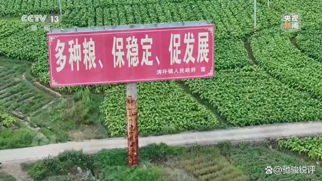 央视曝光水稻种植台账造假