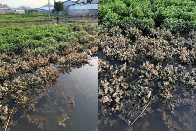 茉莉花价格创新高花农却无花可卖 洪水导致供给短缺