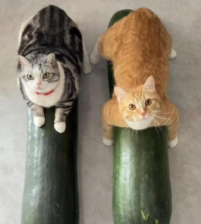 盒马猫咪抱冬瓜宣传图被吐槽照骗 反向带货引发热议