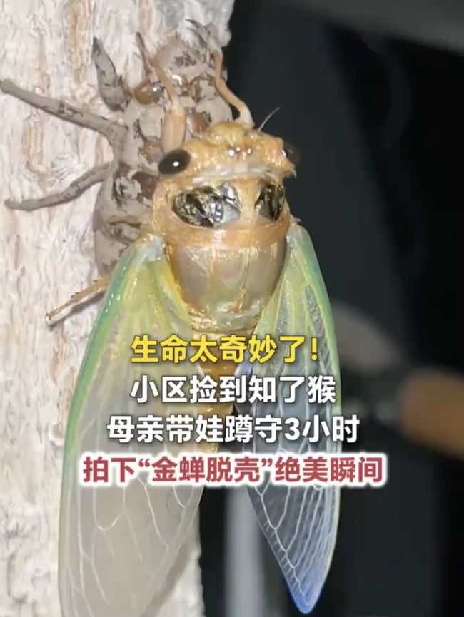 母亲带娃守3小时拍下金蝉脱壳 生命教育的珍贵瞬间