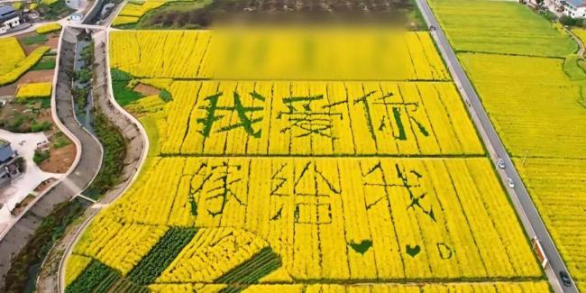 重庆一油菜花田出现巨型表白文字 浪漫求婚引热议