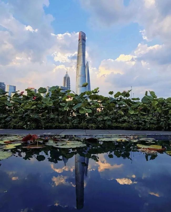 上海外滩高空出现一大片荷花睡莲 云端荷塘成新晋网红打卡地