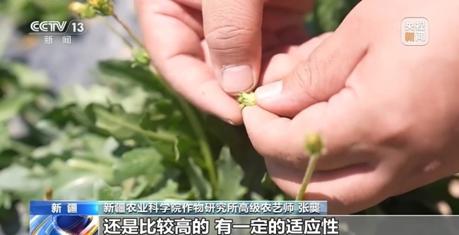 从橡胶草提取合格天然橡胶，已实现量产