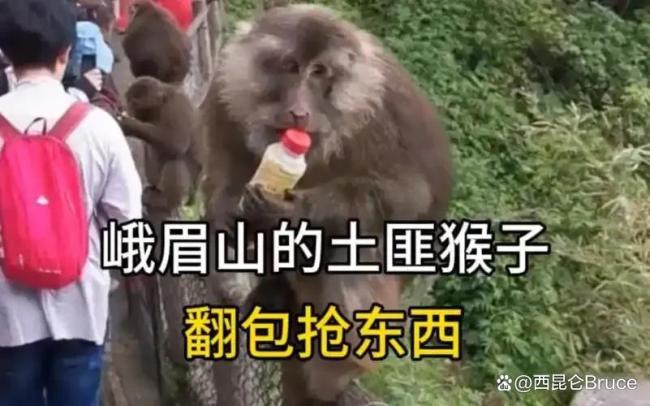 游客拿假蛇防峨眉山猴子 以蛇治猴妙招走红