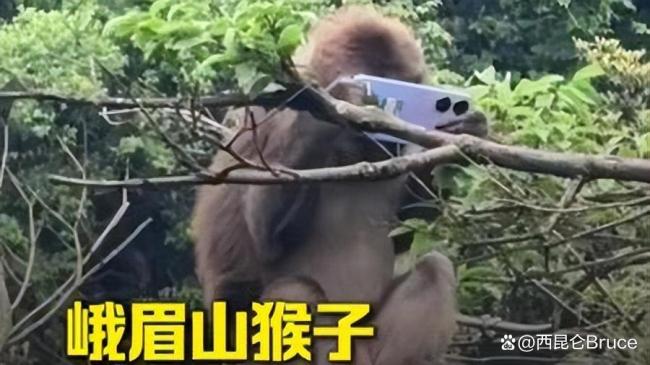 峨眉山猴子