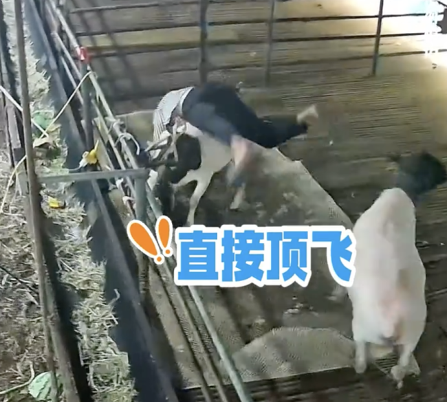 男子在羊圈给羊剃毛被偷袭顶翻