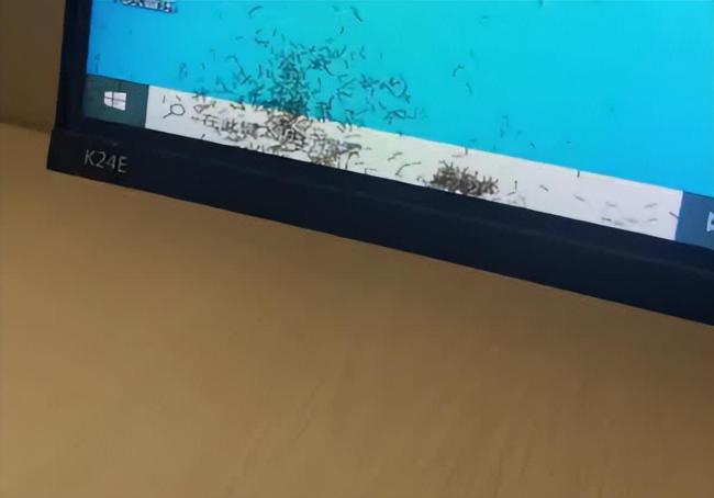 蚂蚁钻入用了6年的电脑显示屏筑巢 维修难题引发热议