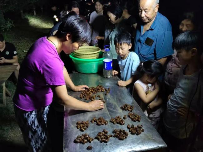 商贩收知了猴八毛六一只 夏夜特色活动吸引市民参与