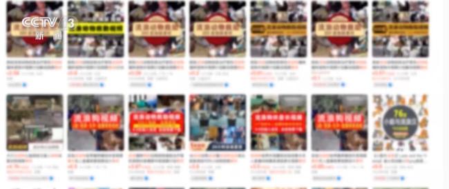 借流浪动物卖惨诈骗于法不容 空包裹骗局曝光