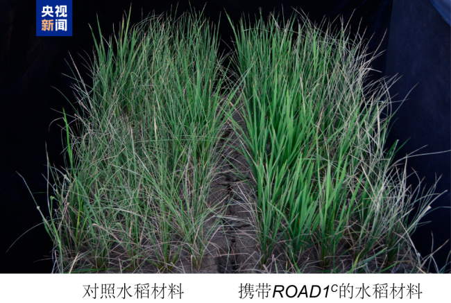 我国科学家找到水稻抗旱“新开关”