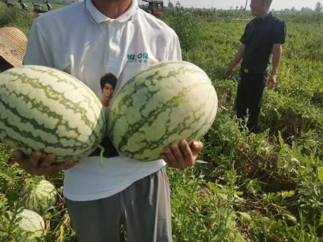 政府帮扶 许昌2户瓜农西瓜销售一空 爱心企业齐助力