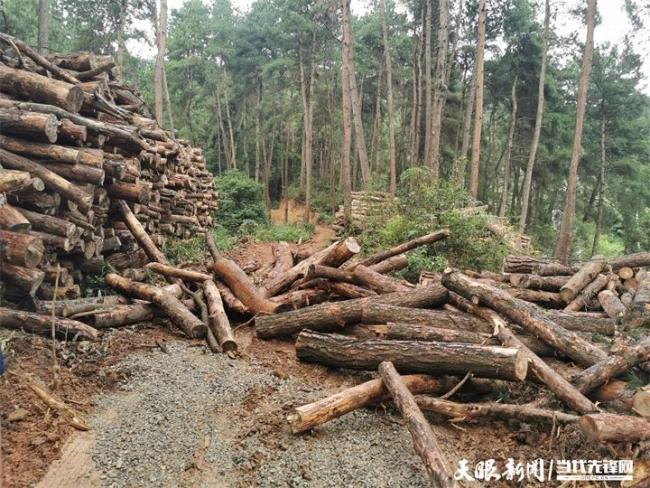 官方回应黔灵山公园大量树木被砍 系换种项目