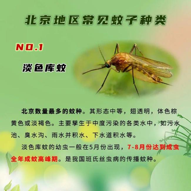 北京蚊虫密度已达全年最高峰值期 尤其注意花蚊子