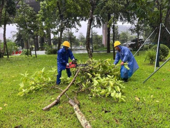 台风后的深圳:锯树 切杆 争分夺秒恢复市容