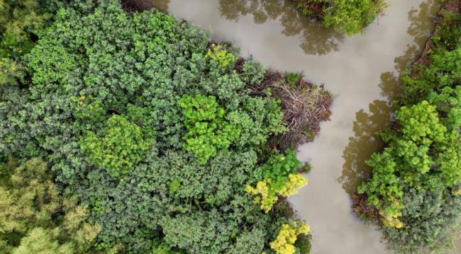广州红树林“卖空气”成交10.5万元 碳汇交易助力生态保护