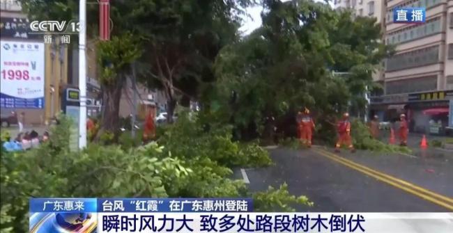 台风红霞让集装箱移位大树成片倒伏 强风雨影响持续