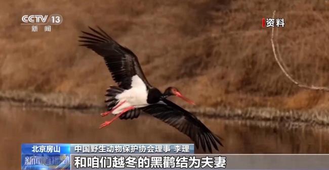 北京正成为珍稀野生动物宜居家园 生态修复成效显著