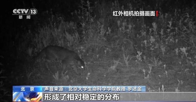 北京正成为珍稀野生动物宜居家园 生态修复成效显著
