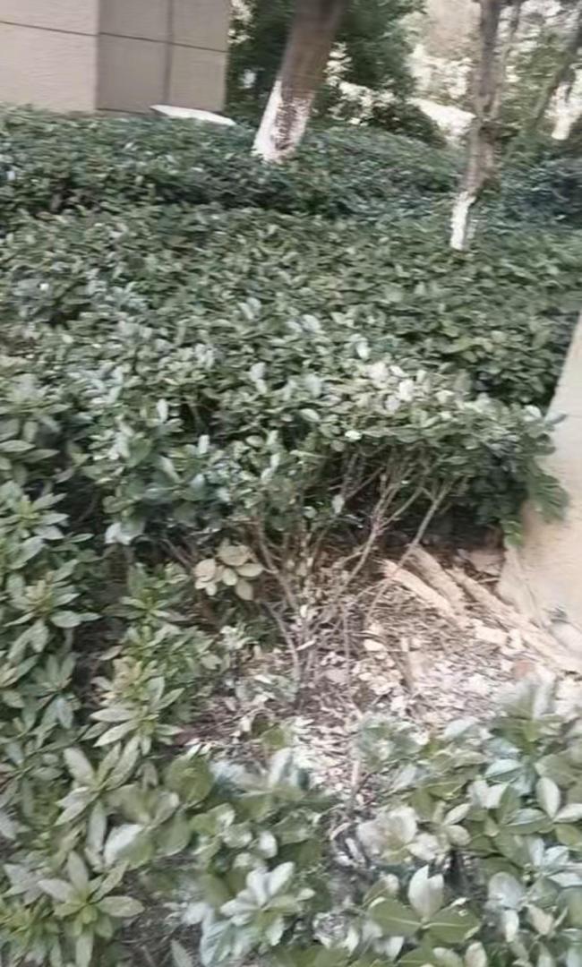 20岁女孩从18楼坠落后奇迹生还 树枝与绿化带成救命关键