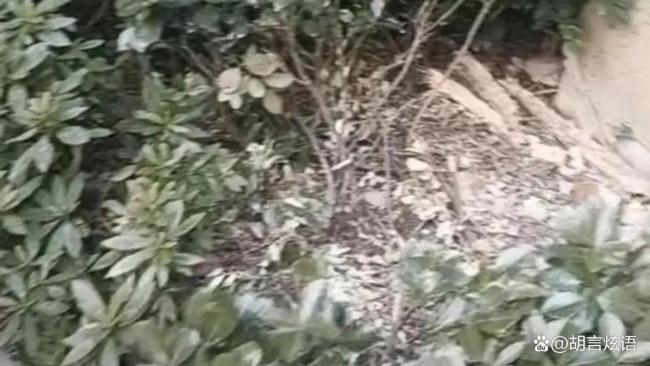 情侣争吵女子18层跳下被树缓冲获救 冲动代价沉重