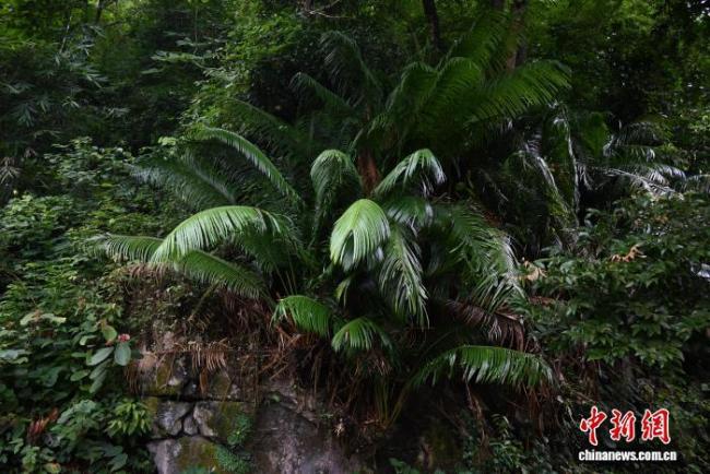 连州发现仙湖苏铁野生群落