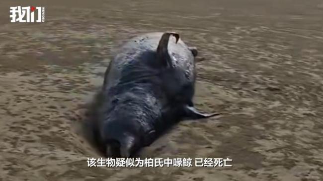 鲸鱼搁浅福州沙滩死亡发臭 已无害化处理