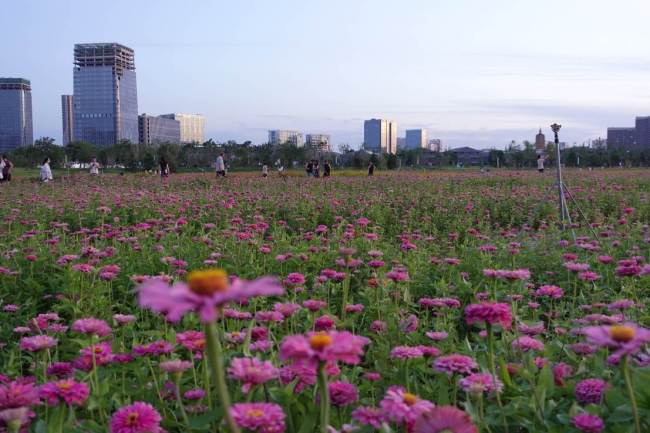 市民游客来到通州北运河阳光花海打卡。环球网记者陈全摄