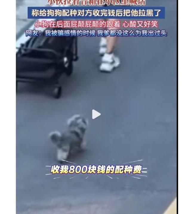 狗狗配种被骗主人喊话为狗讨公道