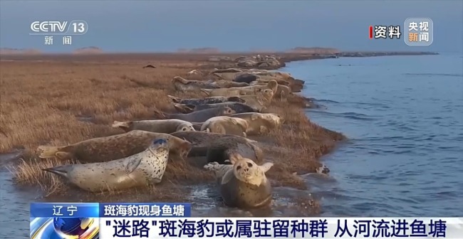 国家一级保护动物斑海豹现身乡村鱼塘