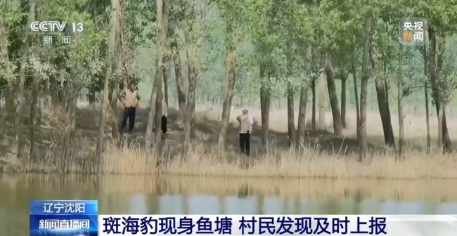 国家一级保护动物斑海豹现身乡村鱼塘
