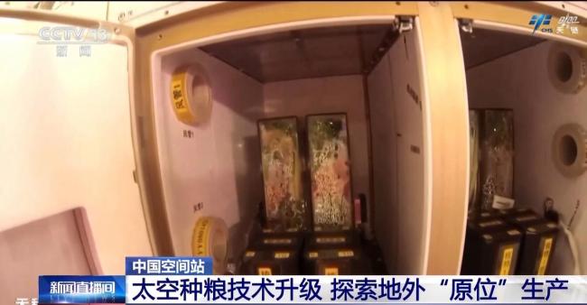 在轨连续培养两代水稻实验进展顺利 太空种粮技术升级